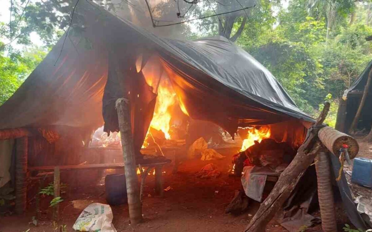 Polícia paraguaia elimina 15 toneladas de maconha em roças na fronteira com MS