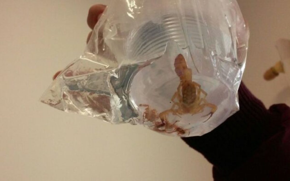 Criança morre no Hospital Regional uma semana depois de ser picada por escorpião