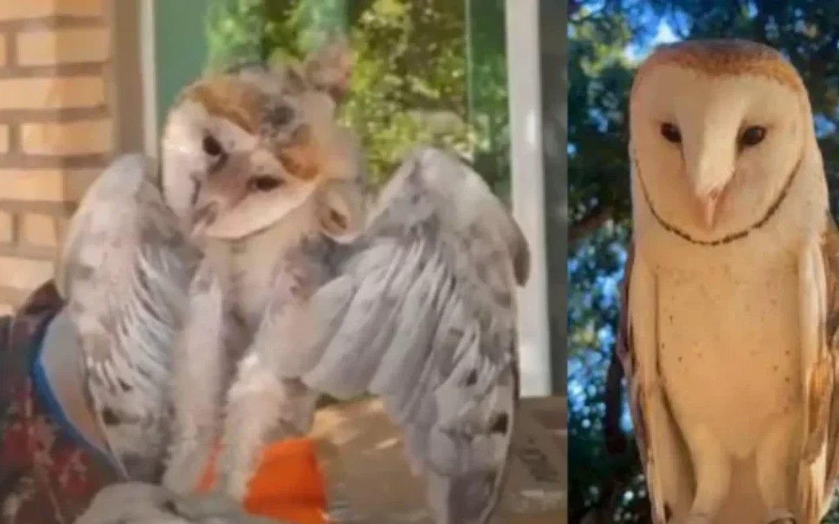 coruja que anuncia a morte e mau agouro é resgatada de fazenda pela PMA