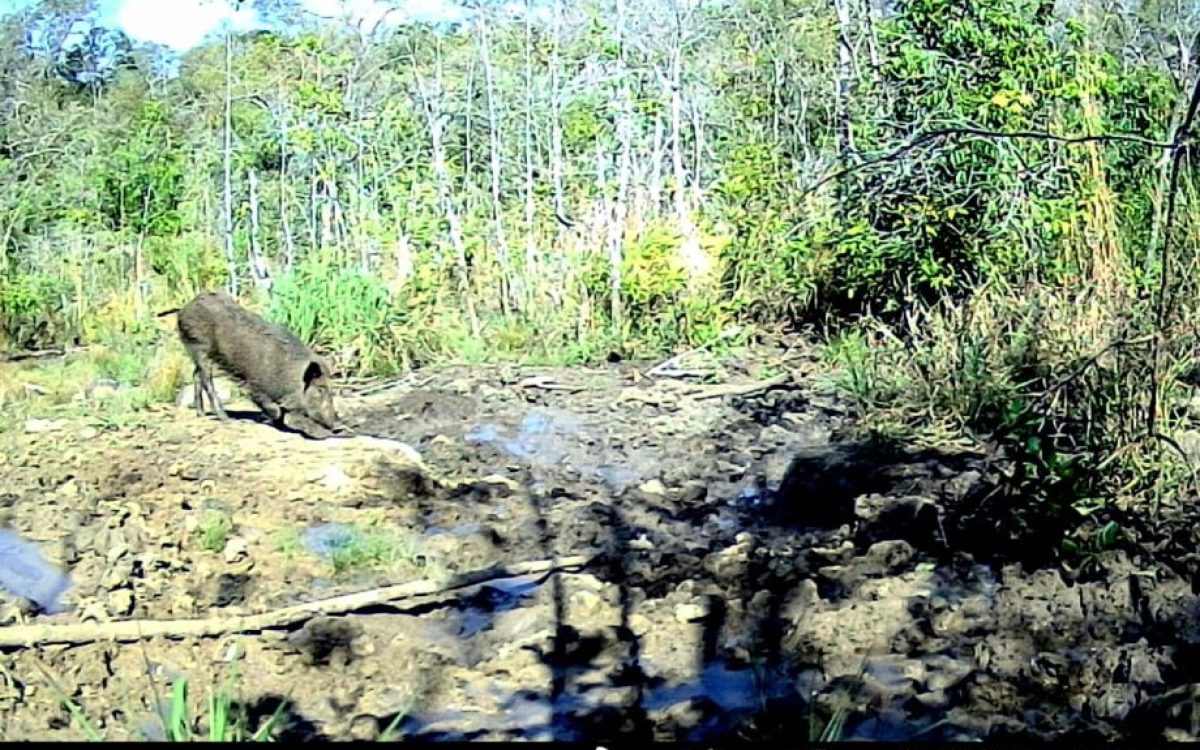 Javalis colocam em risco águas cristalinas de Bonito